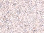 Phospho-Ataxin 3 (Ser256) Antibody in Immunohistochemistry (Paraffin) (IHC (P))