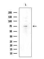 Phospho-BAG3 (Tyr457) Antibody in Western Blot (WB)