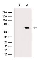 Phospho-BAG3 (Tyr457) Antibody in Western Blot (WB)