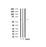 Phospho-DRP1 (Tyr504) Antibody in Western Blot (WB)