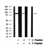 Phospho-EEF2K (Ser359) Antibody in Western Blot (WB)