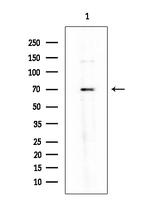 Phospho-FOXO1 (Ser249) Antibody in Western Blot (WB)