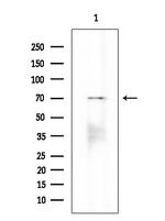 Phospho-FOXO1 (Ser249) Antibody in Western Blot (WB)