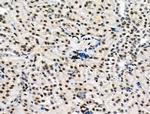 Phospho-DUSP16 (Ser446) Antibody in Immunohistochemistry (Paraffin) (IHC (P))