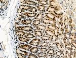 Phospho-NFATC1 (Ser172) Antibody in Immunohistochemistry (Paraffin) (IHC (P))