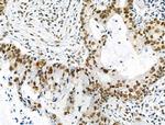 Phospho-NFATC1 (Ser172) Antibody in Immunohistochemistry (Paraffin) (IHC (P))