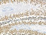 Phospho-NFATC1 (Ser172) Antibody in Immunohistochemistry (Paraffin) (IHC (P))