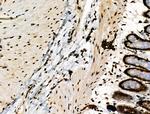 Phospho-RAD17 (Ser646) Antibody in Immunohistochemistry (Paraffin) (IHC (P))