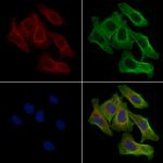 Phospho-SHC3 (Tyr424) Antibody in Immunocytochemistry (ICC/IF)