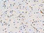 Phospho-SHC3 (Tyr424) Antibody in Immunohistochemistry (Paraffin) (IHC (P))