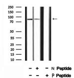 Phospho-SP1 (Thr278) Antibody in Western Blot (WB)