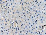 Phospho-TLR5 (Tyr798) Antibody in Immunohistochemistry (Paraffin) (IHC (P))