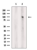 Phospho-TLR5 (Tyr798) Antibody in Western Blot (WB)