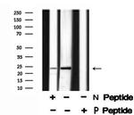 Phospho-TPPP (Ser18) Antibody in Western Blot (WB)