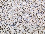 Phospho-POLR2A (Ser1616) Antibody in Immunohistochemistry (Paraffin) (IHC (P))