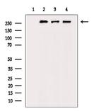 Phospho-POLR2A (Ser1616) Antibody in Western Blot (WB)