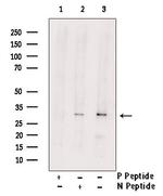 Phospho-CDK5 (Ser159) Antibody in Western Blot (WB)