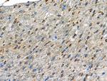 Phospho-GABBR2 (Ser893) Antibody in Immunohistochemistry (Paraffin) (IHC (P))