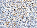 Phospho-TRKB (Tyr817) Antibody in Immunohistochemistry (Paraffin) (IHC (P))