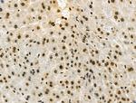 Phospho-SMAD1/SMAD9 (Ser463, Ser465) Antibody in Immunohistochemistry (Paraffin) (IHC (P))