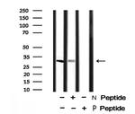 Phospho-BCL-2 (Thr74) Antibody in Western Blot (WB)