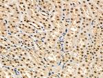 Phospho-eIF2 beta (Ser2) Antibody in Immunohistochemistry (Paraffin) (IHC (P))