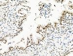 Phospho-EIF6 (Ser235) Antibody in Immunohistochemistry (Paraffin) (IHC (P))