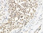 Phospho-EIF6 (Ser235) Antibody in Immunohistochemistry (Paraffin) (IHC (P))