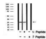 Phospho-EIF6 (Ser235) Antibody in Western Blot (WB)