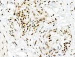 Phospho-INCENP (Thr59) Antibody in Immunohistochemistry (Paraffin) (IHC (P))