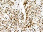 Phospho-INCENP (Thr59) Antibody in Immunohistochemistry (Paraffin) (IHC (P))