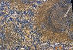 Phospho-IRF7 (Ser477) Antibody in Immunohistochemistry (Paraffin) (IHC (P))