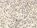 Phospho-MCM2 (Ser139) Antibody in Immunohistochemistry (Paraffin) (IHC (P))