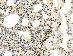 Phospho-MCM2 (Ser139) Antibody in Immunohistochemistry (Paraffin) (IHC (P))