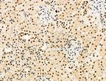 Phospho-MCM2 (Ser139) Antibody in Immunohistochemistry (Paraffin) (IHC (P))