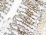 Phospho-MCM2 (Ser139) Antibody in Immunohistochemistry (Paraffin) (IHC (P))