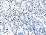 Phospho-MCM2 (Ser139) Antibody in Immunohistochemistry (Paraffin) (IHC (P))