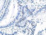 Phospho-MCM2 (Ser139) Antibody in Immunohistochemistry (Paraffin) (IHC (P))