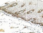 Phospho-MCM2 (Ser139) Antibody in Immunohistochemistry (Paraffin) (IHC (P))