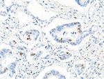 Phospho-MCM2 (Ser139) Antibody in Immunohistochemistry (Paraffin) (IHC (P))