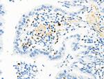 Phospho-MCM2 (Ser139) Antibody in Immunohistochemistry (Paraffin) (IHC (P))