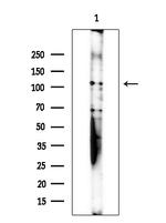 Phospho-MCM2 (Ser139) Antibody in Western Blot (WB)