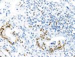 Phospho-MCM2 (Ser27) Antibody in Immunohistochemistry (Paraffin) (IHC (P))