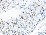 Phospho-MCM2 (Ser27) Antibody in Immunohistochemistry (Paraffin) (IHC (P))