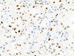 Phospho-MCM2 (Ser27) Antibody in Immunohistochemistry (Paraffin) (IHC (P))