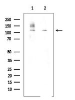 Phospho-MCM2 (Ser27) Antibody in Western Blot (WB)