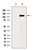 Phospho-MCM2 (Ser27) Antibody in Western Blot (WB)