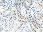 Phospho-MCM2 (Ser53) Antibody in Immunohistochemistry (Paraffin) (IHC (P))