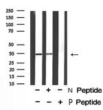 Phospho-MyD88 (Tyr257) Antibody in Western Blot (WB)