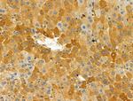 Phospho-Nudel (Thr219) Antibody in Immunohistochemistry (Paraffin) (IHC (P))